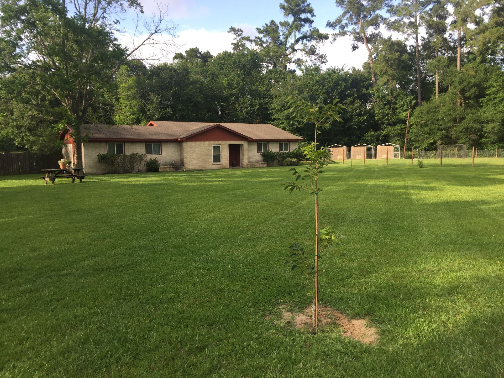 Grassy yard with a house in the background and a chain-link fence on the right.