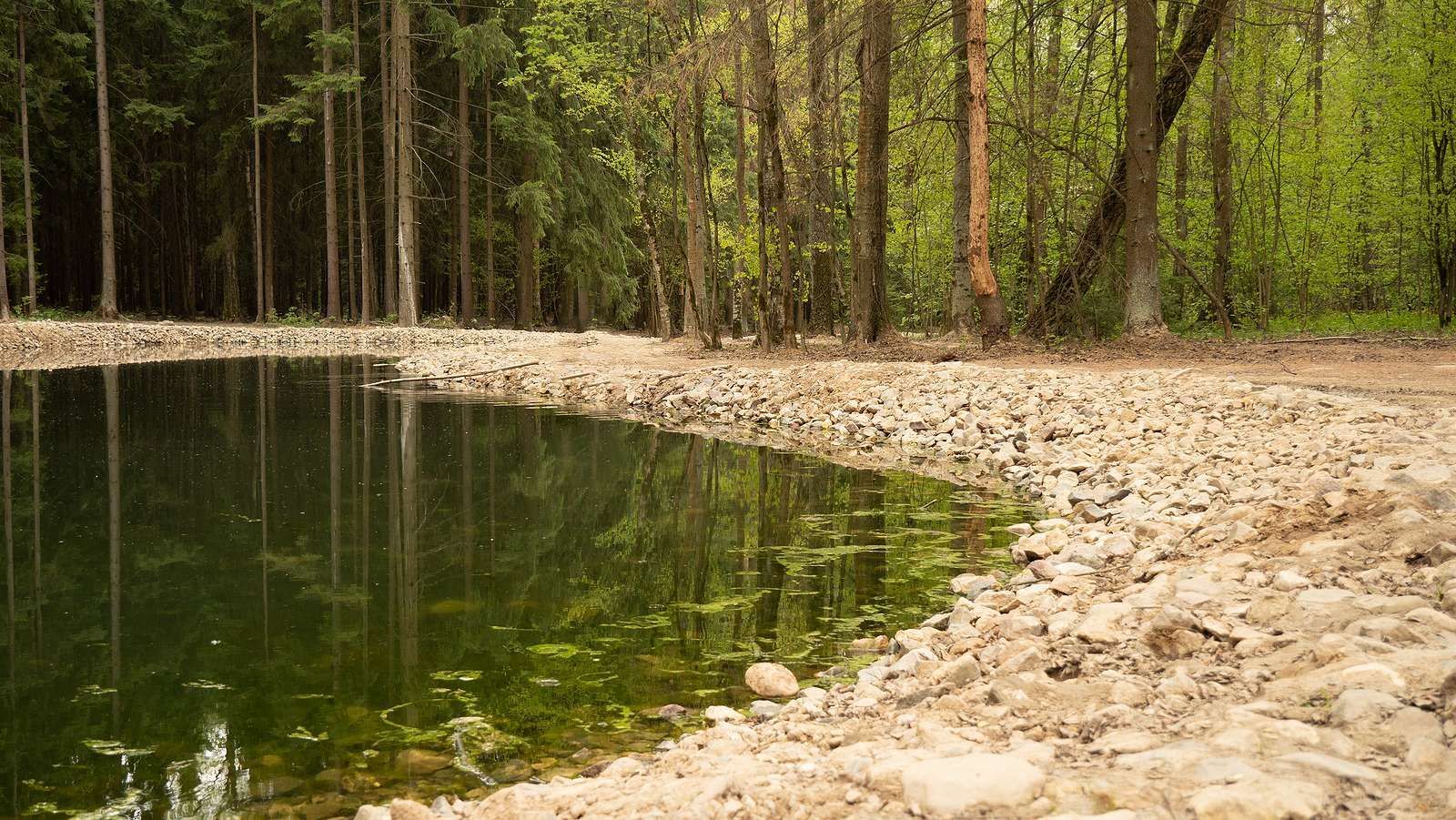 Pond with rocky shoreline reflecting surrounding trees; sunlight casts shadows on the water.