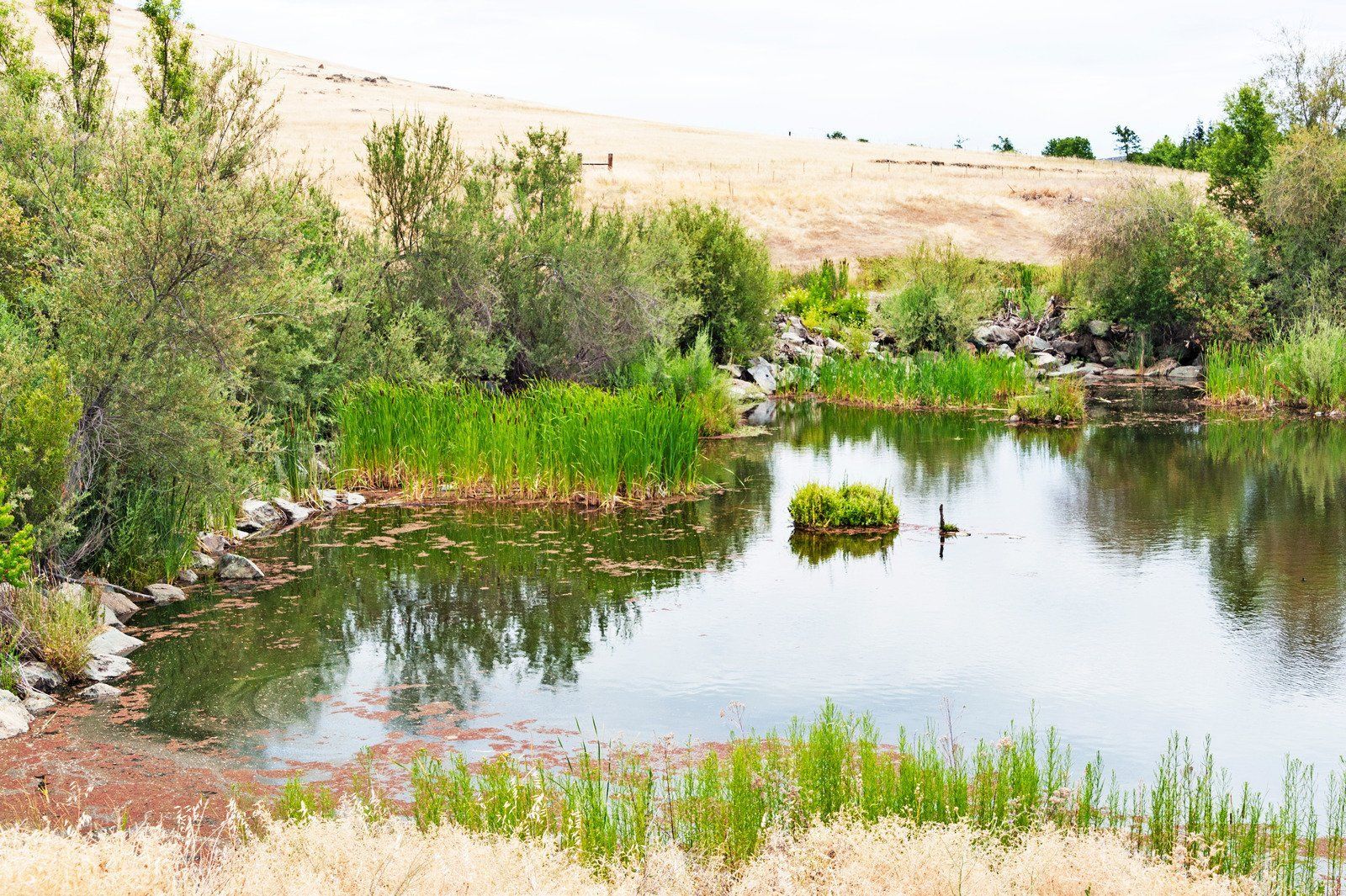 A field of tall plants with dark red stems and green foliage, buildings in the background.