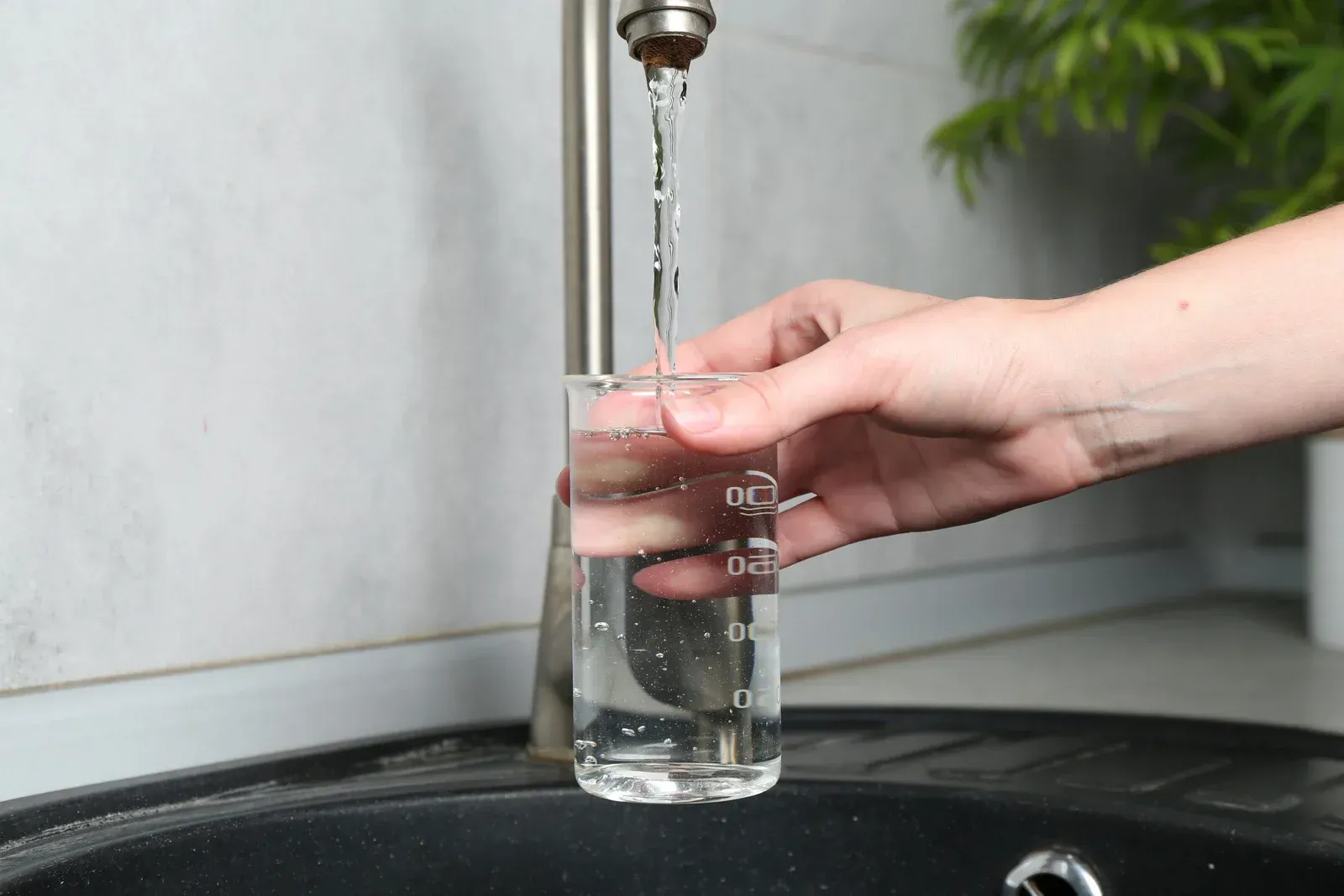 A field of tall plants with dark red stems and green foliage, buildings in the background.