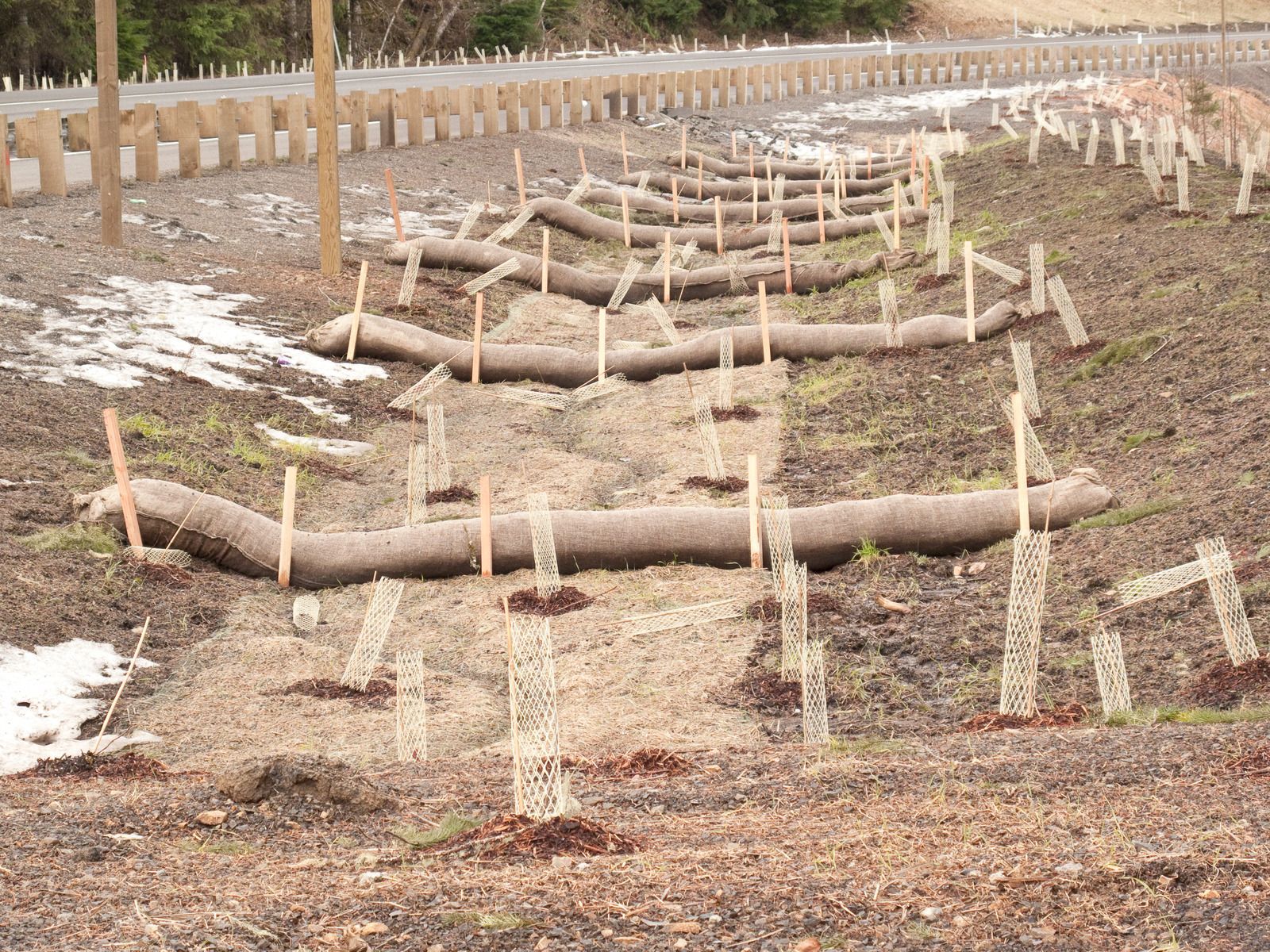 Erosion control on a hillside with straw-filled logs, seedlings, and wooden stakes along a road.