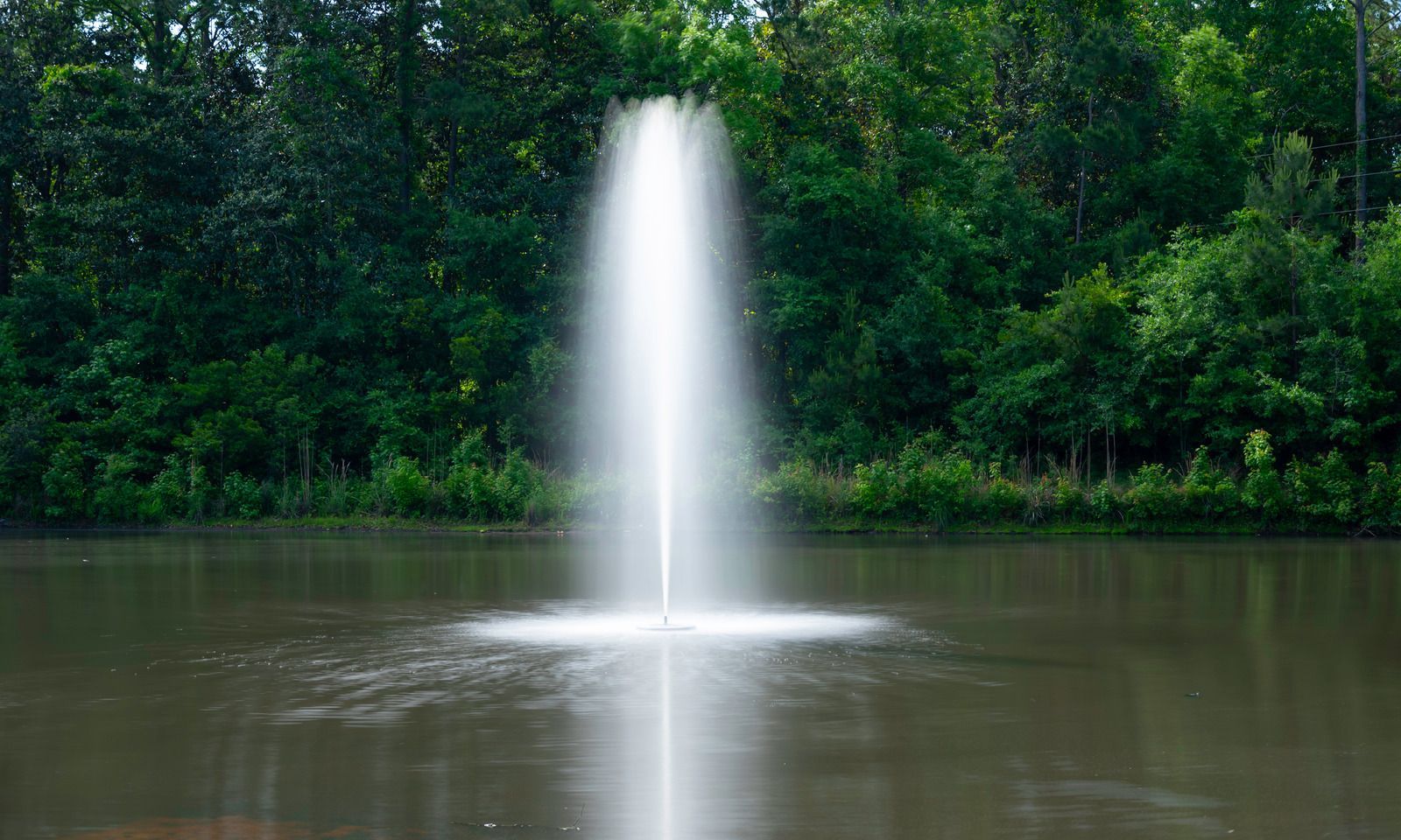 A field of tall plants with dark red stems and green foliage, buildings in the background.