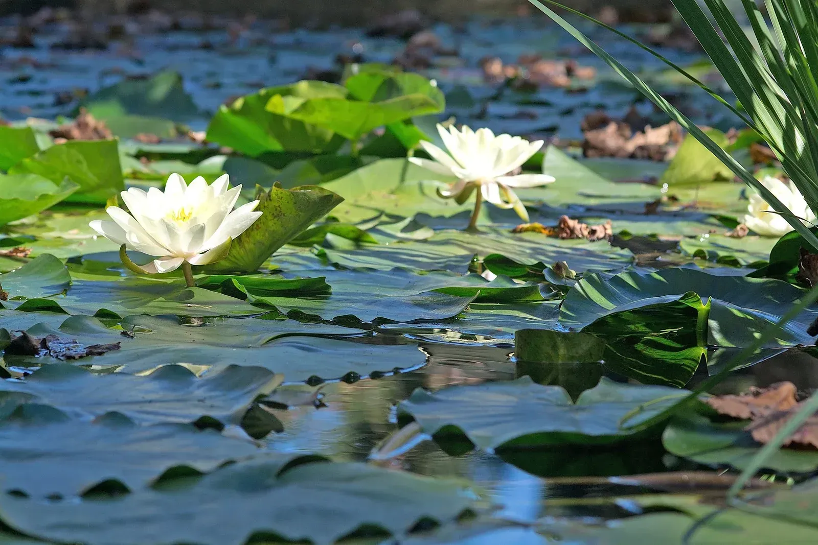 White water lilies bloom on a pond amidst lily pads; green leaves and water.