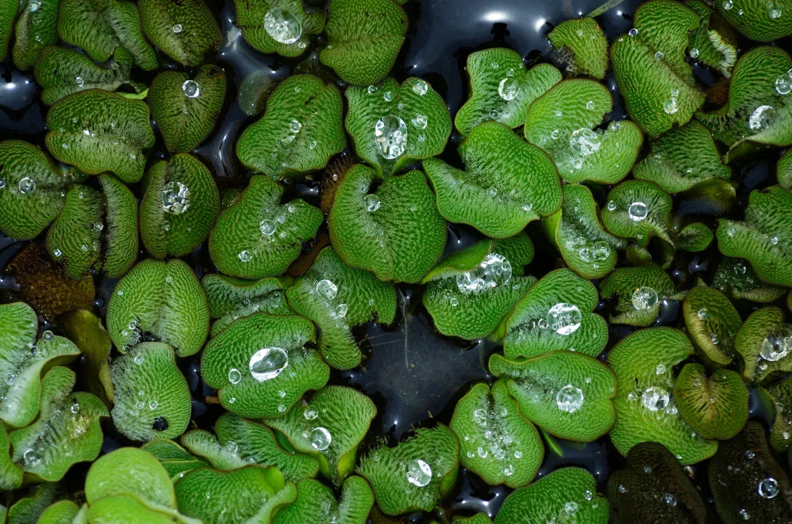 Yellow excavator digging in a grassy area near trees.