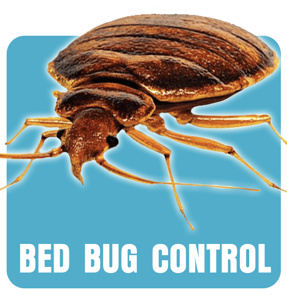 Bed Bug, Bed Bug Control