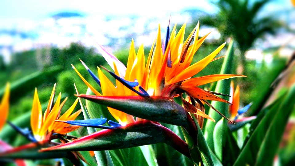 Botanical Garden Madeira