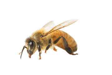 Bee - Lilburn, GA - Angry Ant Pest Solutions