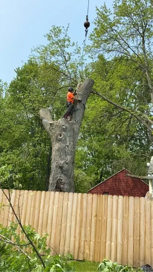 A man is climbing up a tree next to a wooden fence.