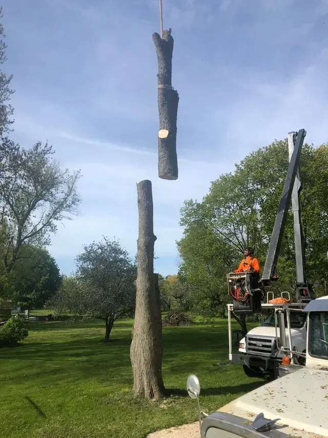 A tree stump is being lifted by a crane in a park.