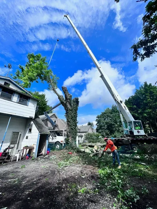 A crane is cutting down a tree in front of a house.