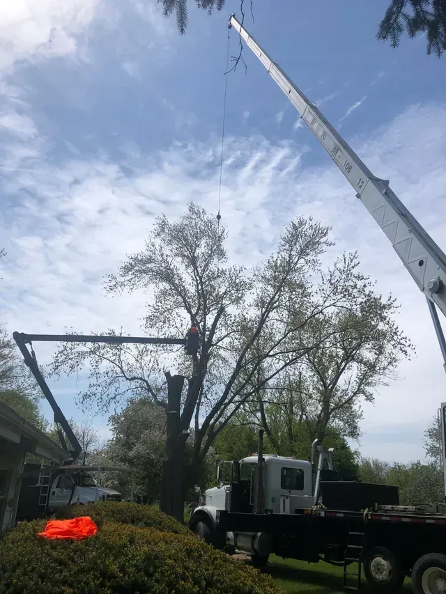 A truck with a crane attached to it is cutting a tree.