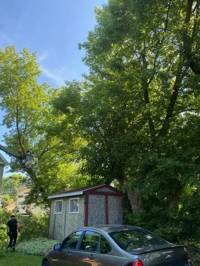 A man is cutting a tree in a backyard with a crane.