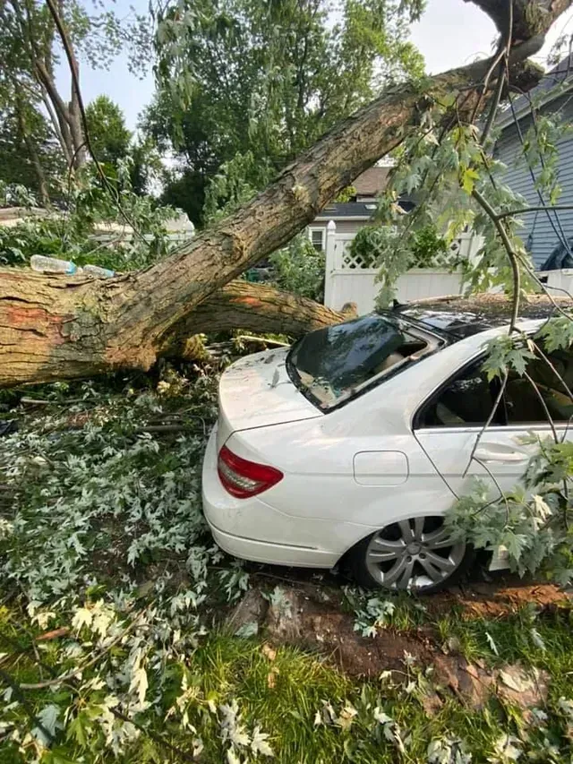 A white car is sitting under a tree that has fallen on it.