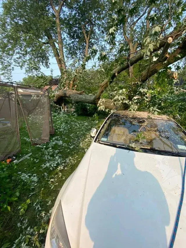 A white car is parked in front of a tree that has fallen on it.
