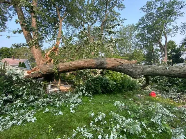 A large tree branch is laying on the ground in a yard.