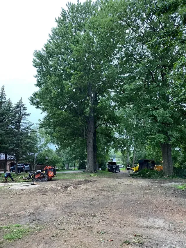 A large tree is being cut down in a dirt field.