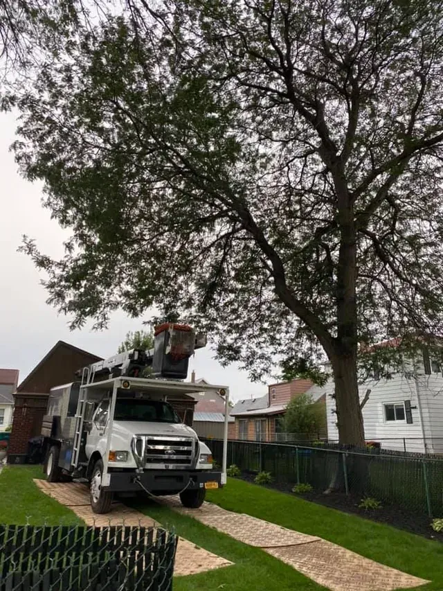 A white truck is parked in a driveway next to a tree.