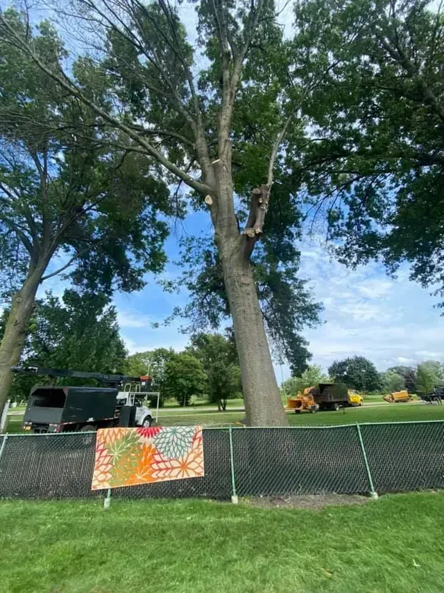 A tree is being cut down in a park behind a chain link fence.