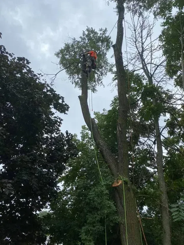 A man is climbing a tree with a chainsaw.