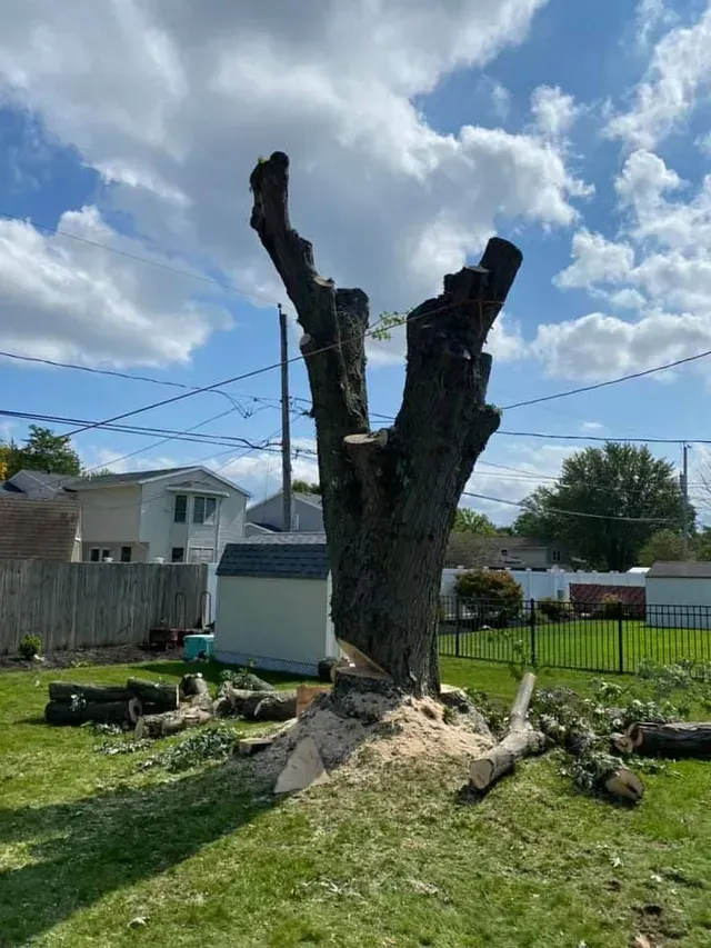 A large tree is being cut down in a backyard.