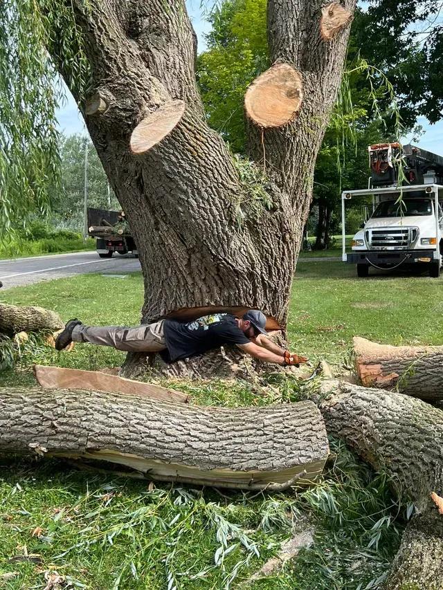 A man is laying on the ground next to a tree.
