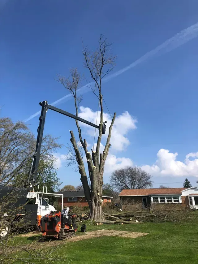 A crane is cutting down a tree in a yard.