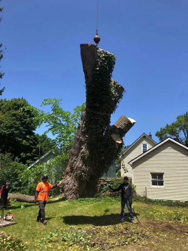 A large tree stump is being removed by a crane in front of a house.