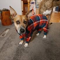 A dog wearing plaid pajamas, standing in a room.