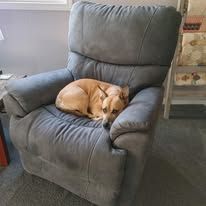 Tan dog resting on a gray recliner.