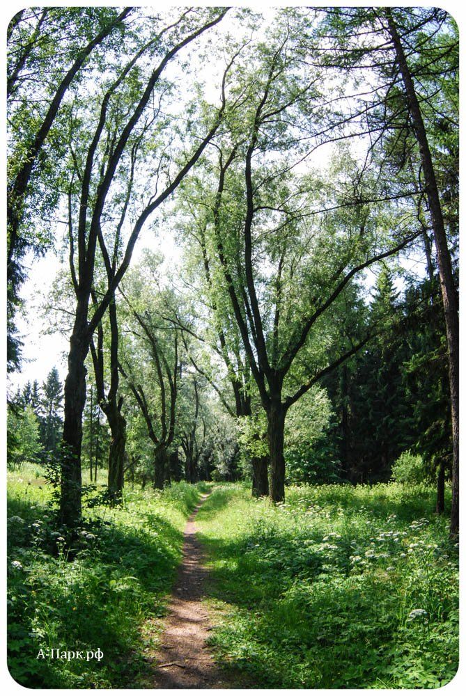 Аллея Серебристых ив