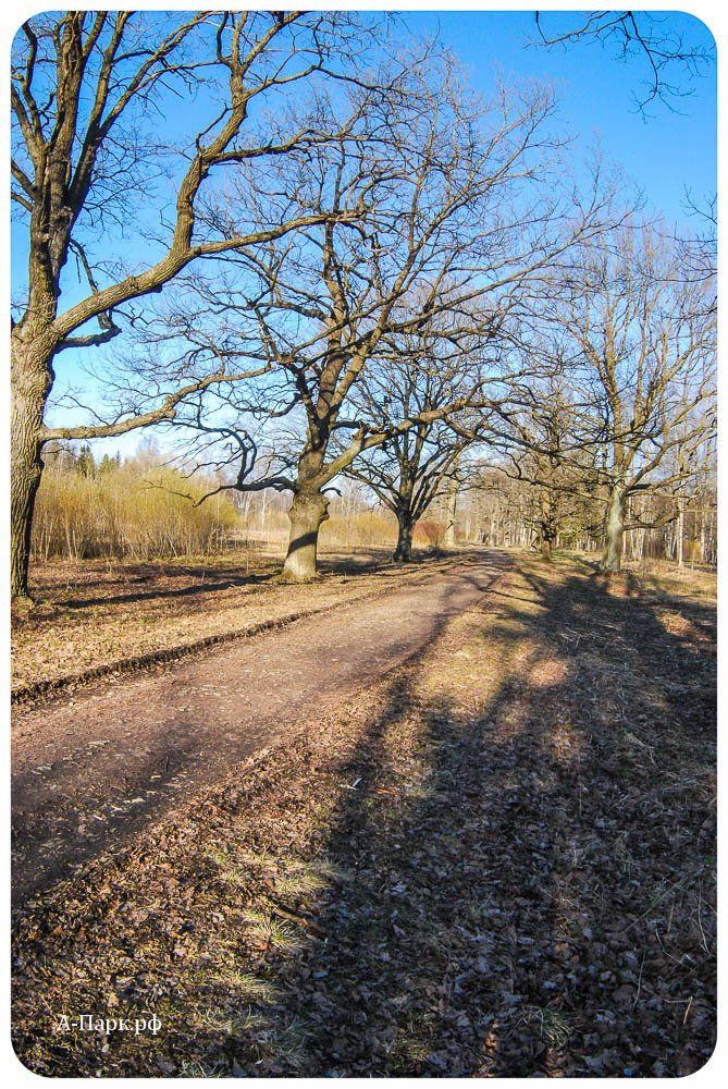 Продольная дорога в Баболовском парке