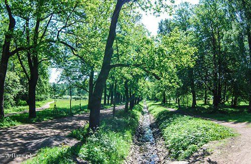 Oak Alley and Pavlovsky water conduit in Separate Park - open in a new window
