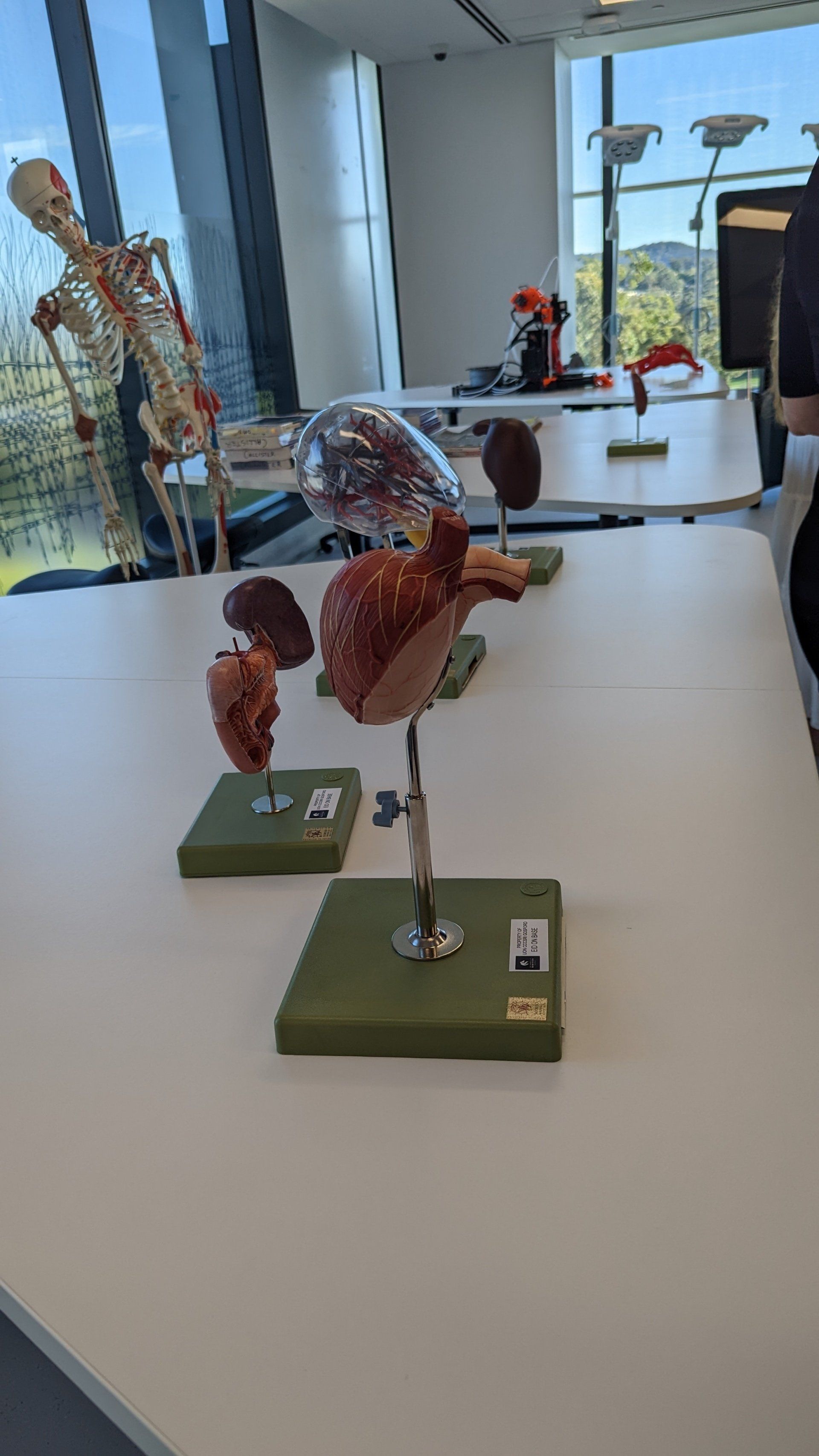 A model of a heart is sitting on a table next to a skeleton.