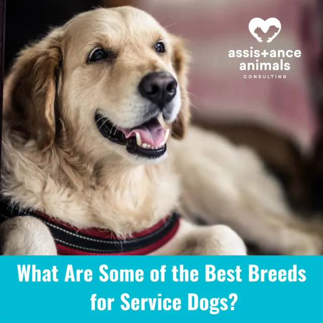 What Breeds Can Be Service Dogs: Top Choices for Every Need