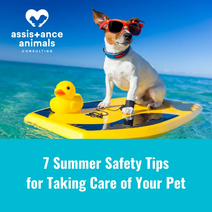 7 Summer Safety Tips for Taking Care of Your Pet