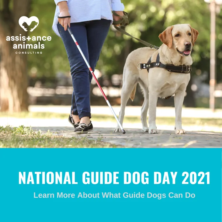 What Can Guide Dogs Do?