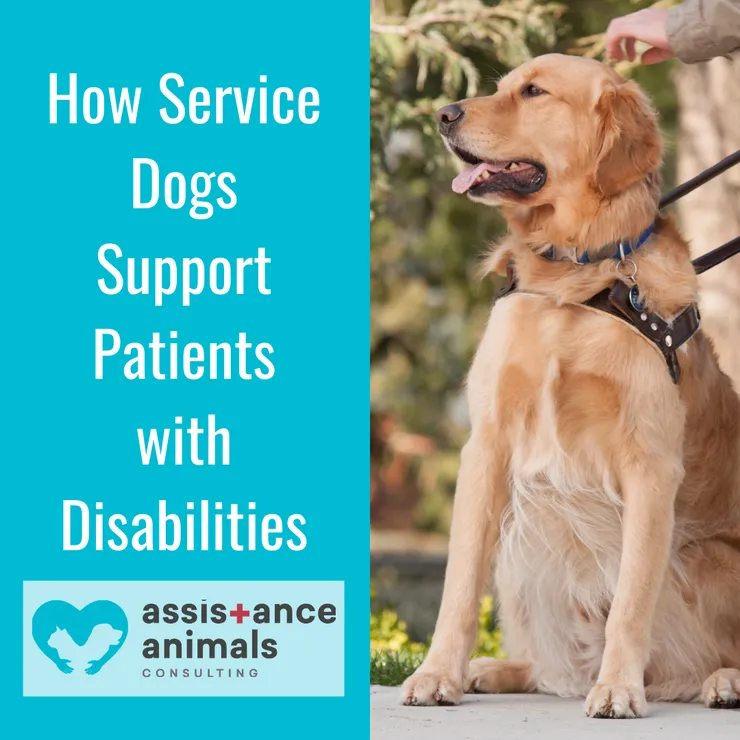 How Service Dogs Support Patients with Disabilities