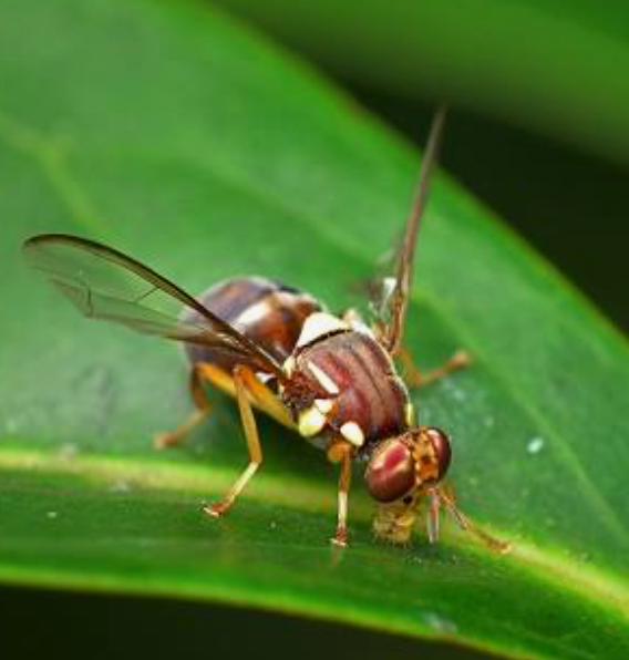 Queensland Fruit Fly