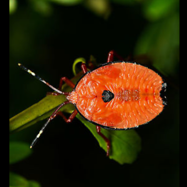 Bronze Orange Bug