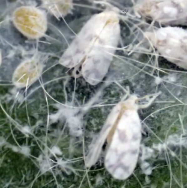 Giant Whitefly