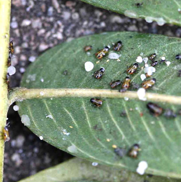 Tipuana Tipu Psyllid