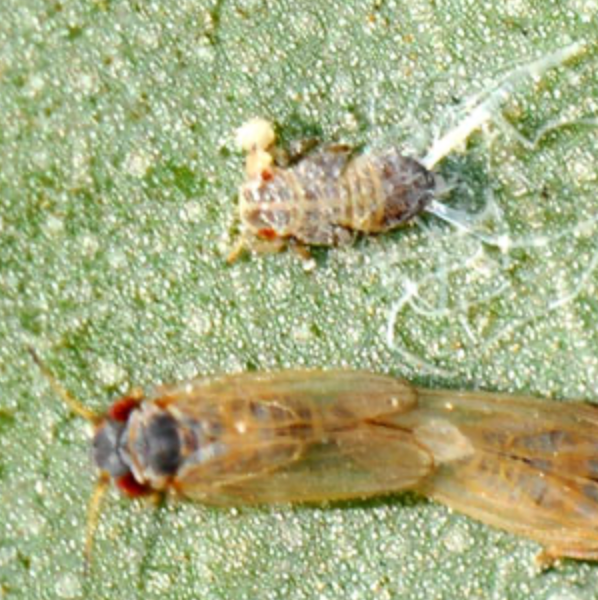 Lemon-scented Gum Psyllid