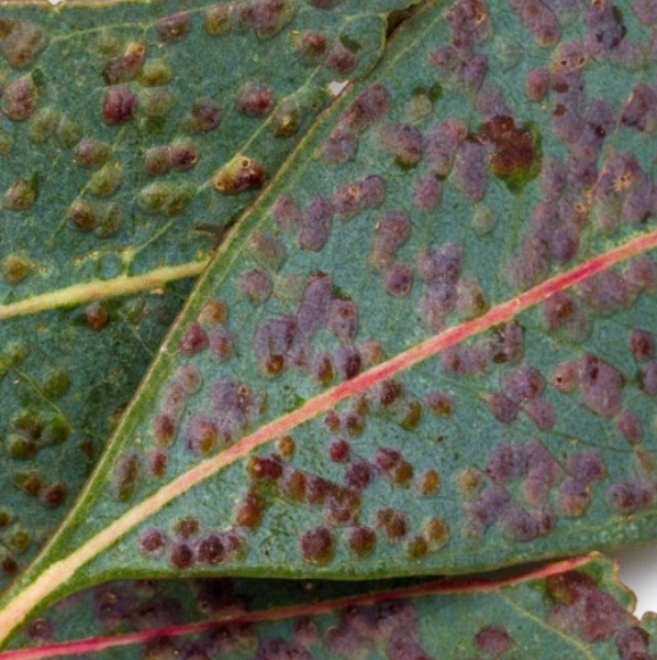 Eucalyptus Gall Wasp