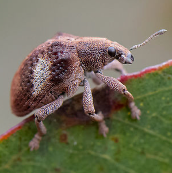 Eucalyptus Weevil