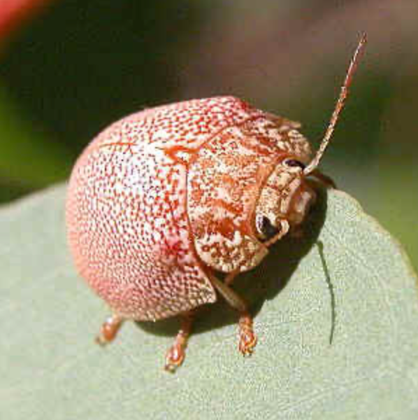 Eucalyptus Leaf Beetle