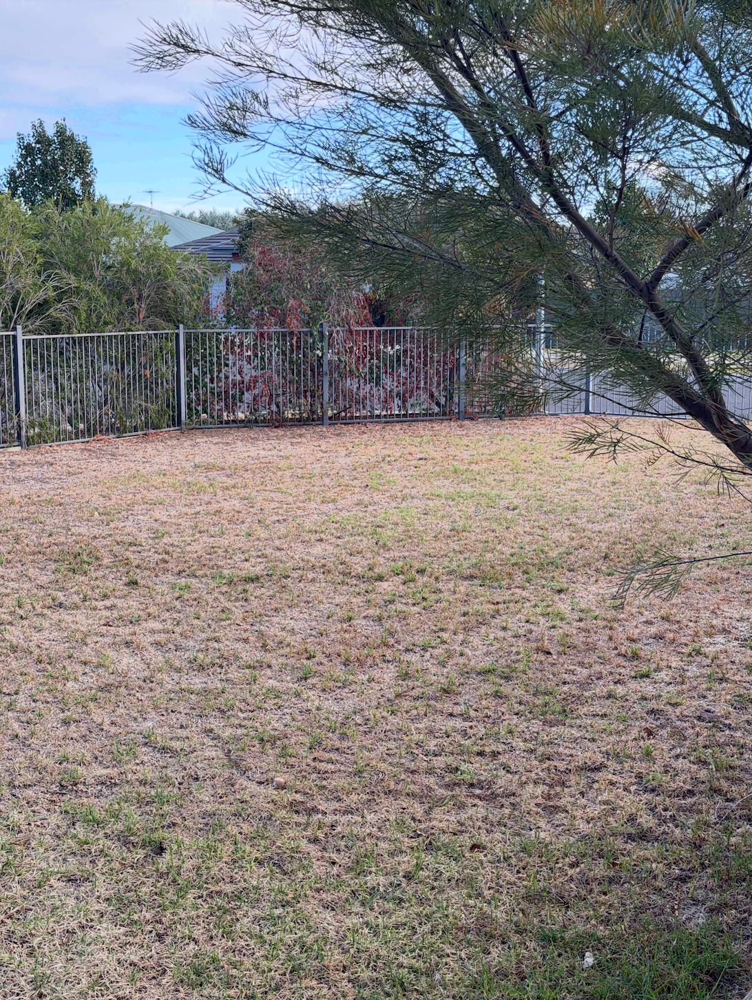 Grassy backyard with a metal fence, trees, and a house in the background under a clear sky — Active Ables Community Services In Tamworth, NSW