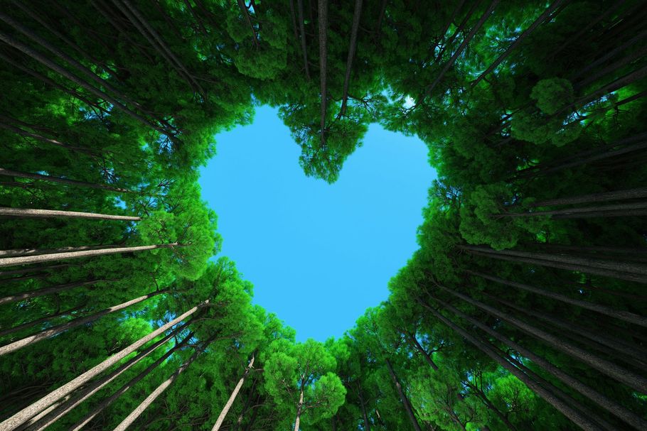 Apertura a forma di cuore nella volta della foresta, cielo azzurro che fa capolino tra le foglie verdi.