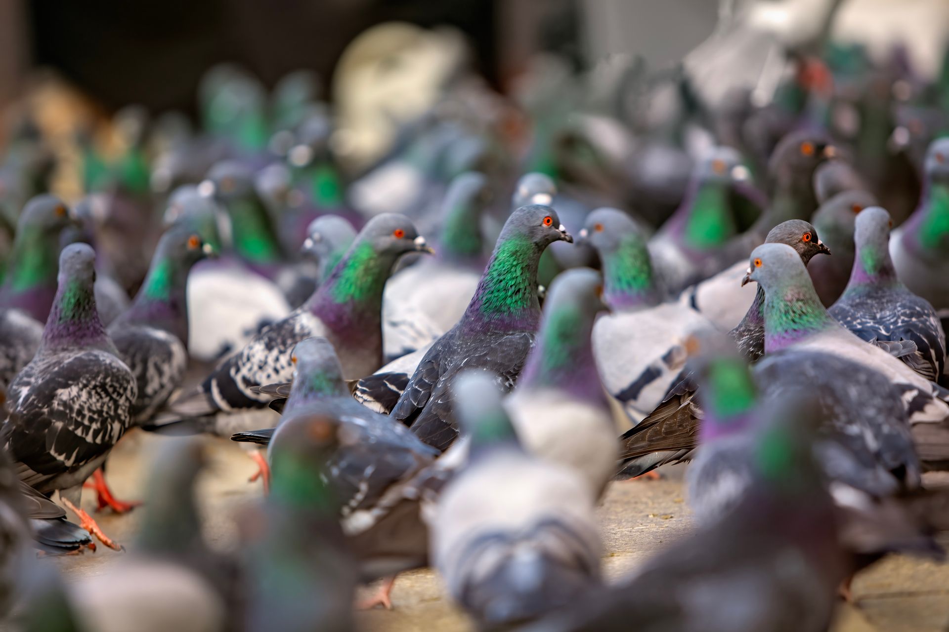 Uno stormo di piccioni si accalcava molto vicino, per lo più grigi con piume del collo iridescenti.