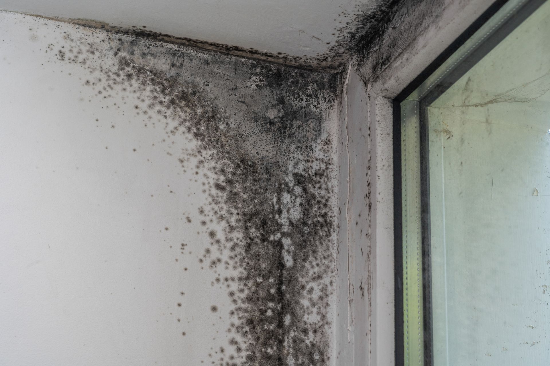 Muffa su un muro bianco, nell'angolo di un telaio di una finestra, che appare nera e grigia.