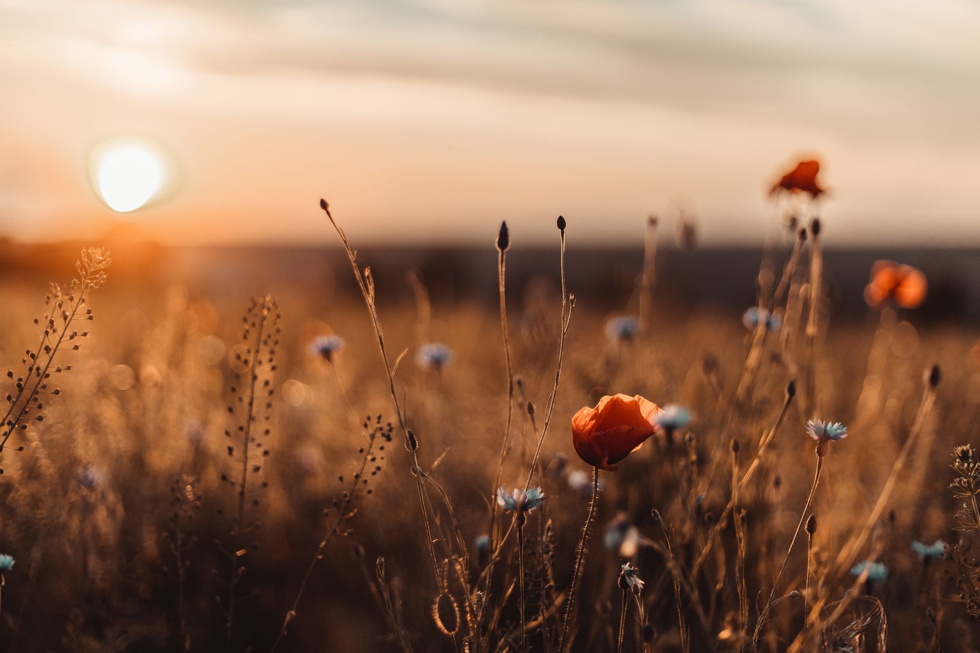 Sunset over a dry wildflower field with orange blooms and tall grasses in warm light